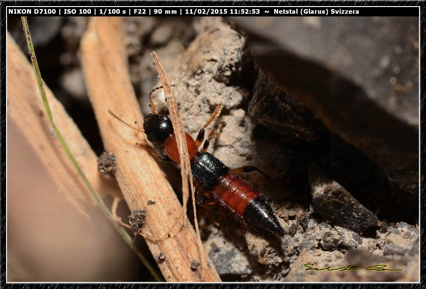 Paederus (Poederomorphus) littoralis, Staphylinidae